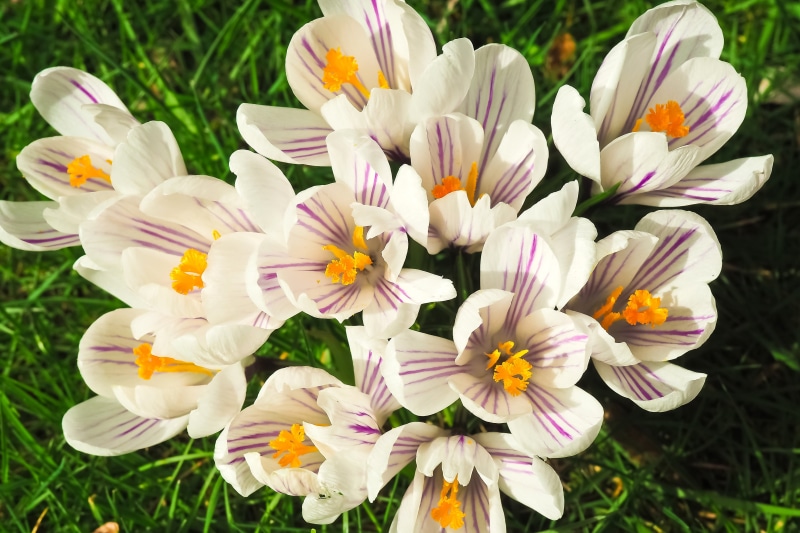 meadow, spring flower, white color, flowerbed, nature, spring fever, pollen, frühlingsanfang, beautiful, lot, petal, flowering plant, flora, flowers, field