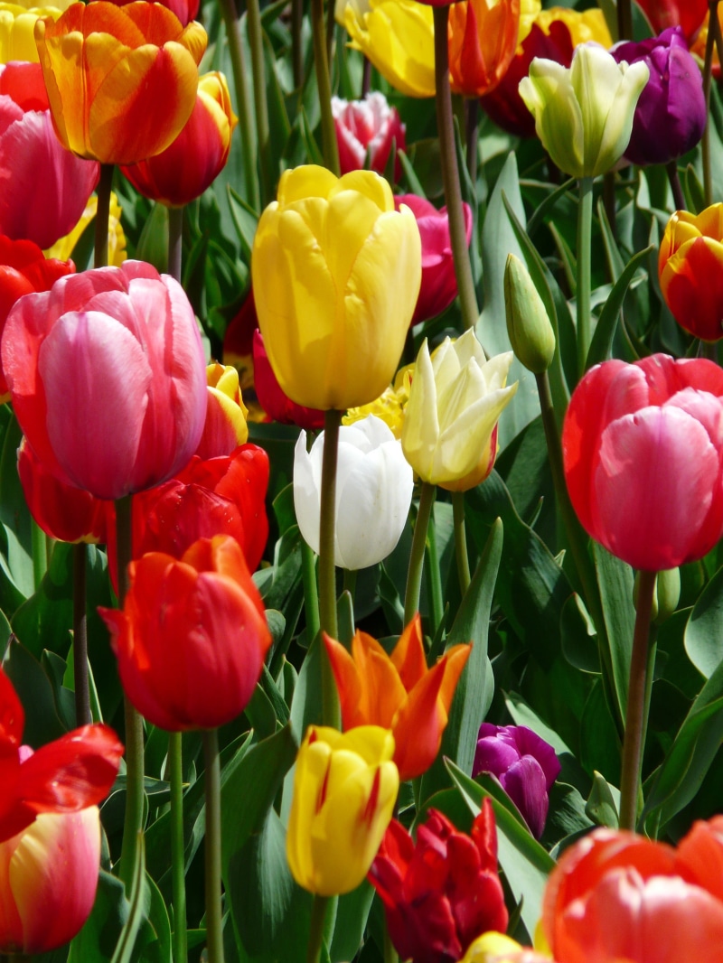 fragility, flowerbed, red, vulnerability, garden, background image, happiness, tulip field, flowering plant, bright, multicolored, beautiful, yellow tumor