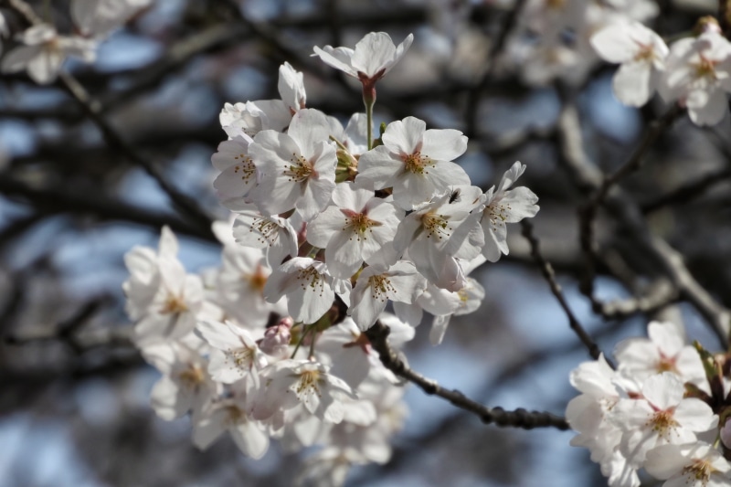 inflorescence, fragility, petal, hana yori dango, pollen, Natural, color Image, white, day, japan, flowering plant, beauty In Nature, branch, cherry tree