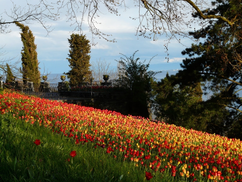 outdoor, colourful, flowers, background, Tulips, tranquility, bright, nature, agriculture, flower bed, blossom, vulnerability, day, ornamental plant, scenics - nature