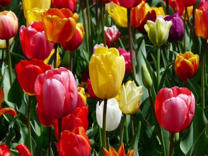 close-up, tulipa, garden, bouquet, flower head, outdoor, garden cups, pink, flowers, tulips, freshness, tulip field, flower bed, floristry, yellow, flowering plant
