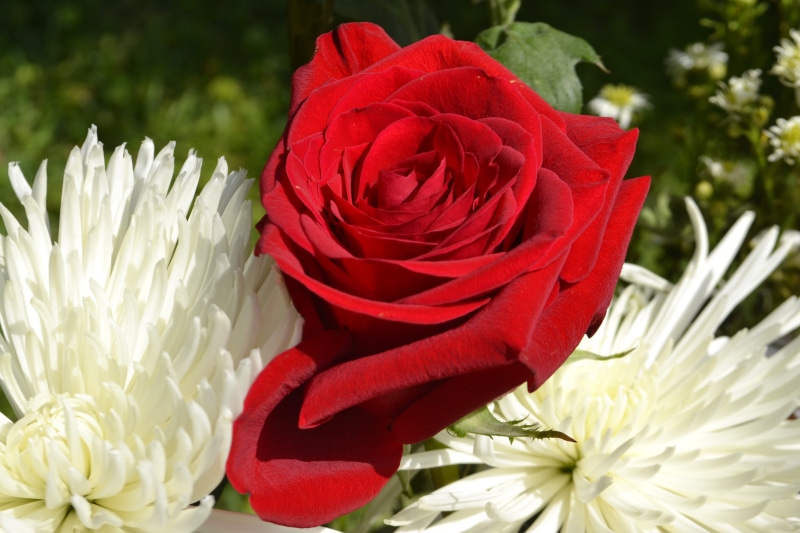 petal, arrangement, outdoors, existence, gods work, red, field, plant, flower head, romantic, organic, pretty, flora, summer, close-up, flower arrangement