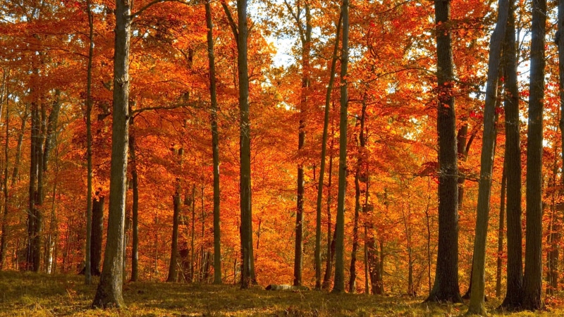 change, non-urban scene, idyllic, woodland, forest, fall, tree trunk, orange color, 1080P, autumn collection, land, autumn, tranquility, mighty no 9, trunk