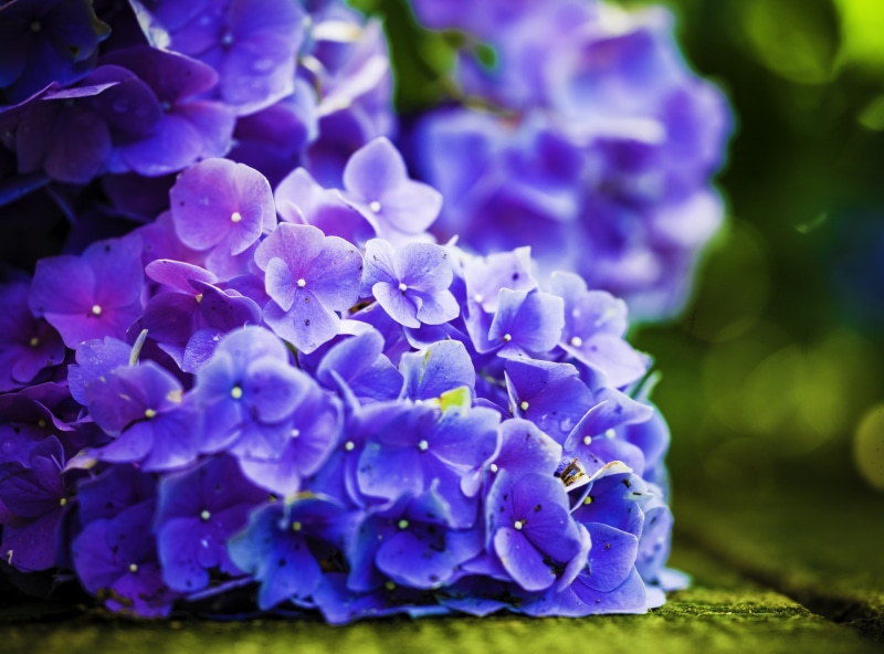 selective focus, bokeh, blossom, bunch of flowers, beauty in nature, plant, flowers, power, softness, botany, flower, lilac, freshness, springtime, vulnerability