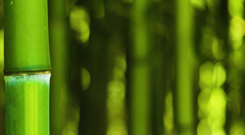 2K, no people, forest, green, plant part, beauty in nature, nature, day, bamboo grove, outdoors, green color, close-up, full frame, focus on foreground