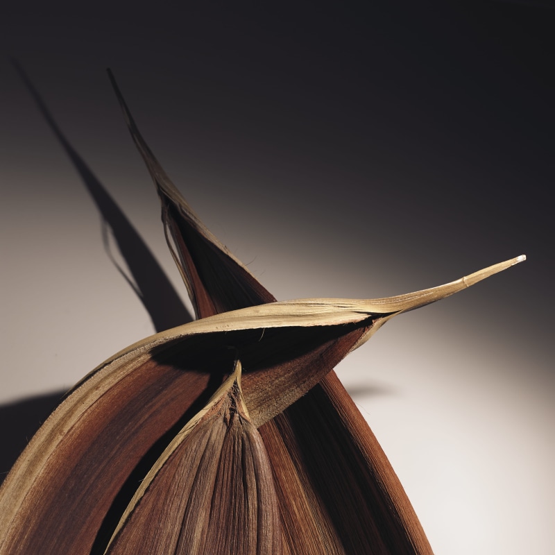 hasselblad, single object, copy space, indoors, portugal, book, publication, no people, studio shot, feather, literature, nature, day, education, lisboa