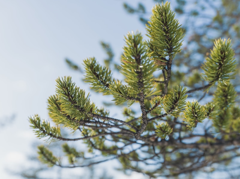 art lasovsky, sky, close-up, tree, north, day, fir tree, snow, no people, tranquility, needle - plant part, pine tree, green color, hasselblad, scandinavia
