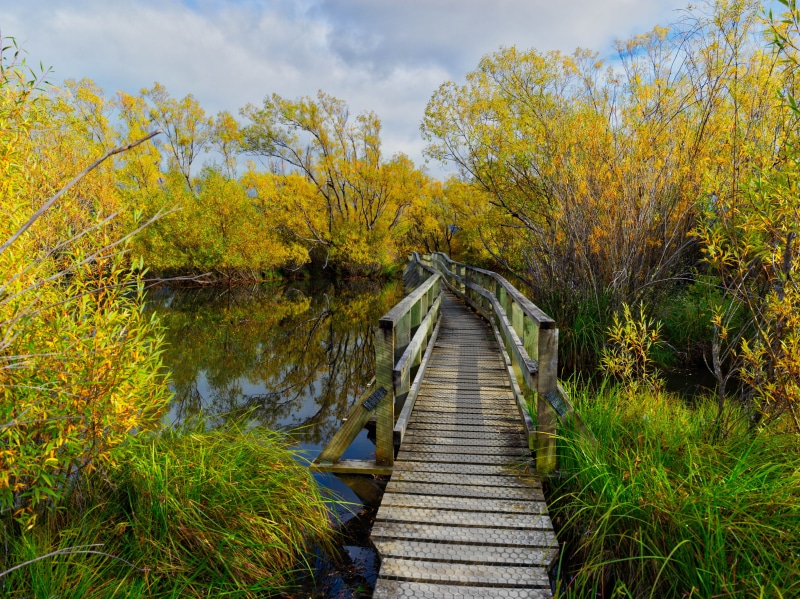 walk in, Hasselblad, autumn, footpath, wooden bridge, brown, wood - Material, tree, outdoors, body, scenics, surrounded, landscape, bridge, forest, river