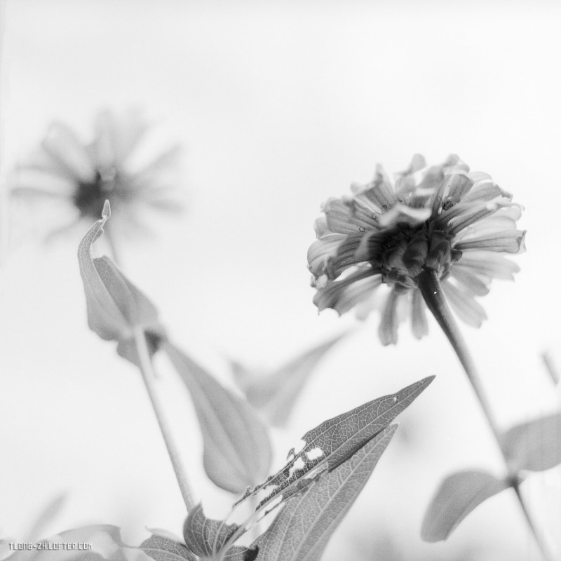 close up, BW, Black  white, Film, Hasselblad, nature, Flower, plant, close, Image, photo, daisy, zhuhai, grey scale, grey, 1080P, close-up, scale