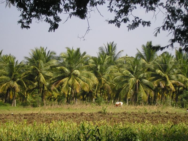 Trees, farmer, sky, palm trees, tranquil scene, field, day, environment, summer, no people, tranquility, green Color, palm Tree, Coconut, coconut palm tree