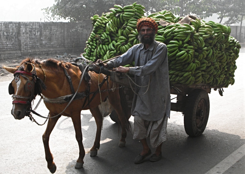 transportation, full length, real people, india, cart, bananas, local transport, one animal, domestic, horse, domestic animals, standing, 2K, one person