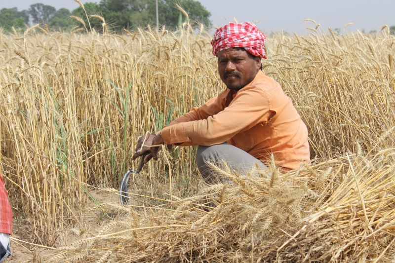 plant, farming, adult, Punjab, rural scene, landscape, crop, people, farm, Wheat Fields, turban, sitting, Patiala, grass, contemplation, india, holding