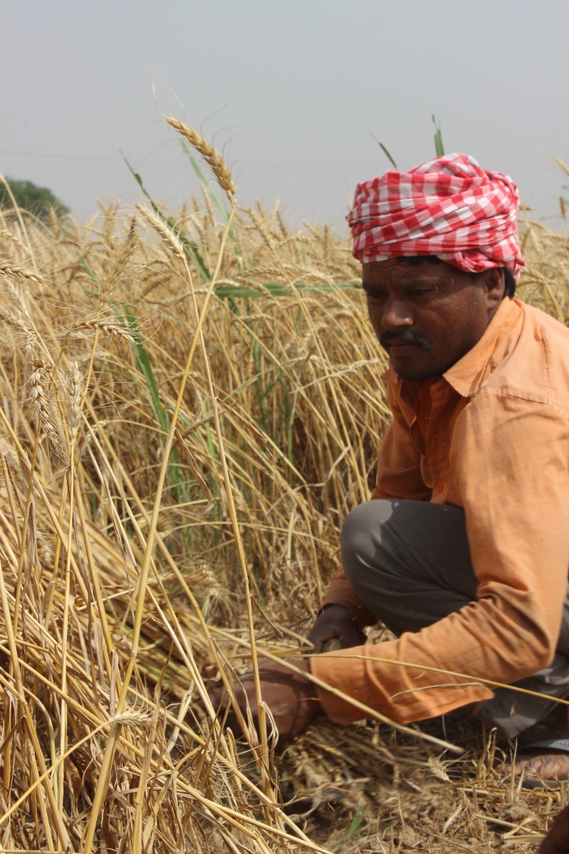 worker, Punjab, adult, agriculture, mature men, Wheat Fields, one man only, field, day, outdoors, plant, sky, only men, sitting, people, mature adult, rural scene