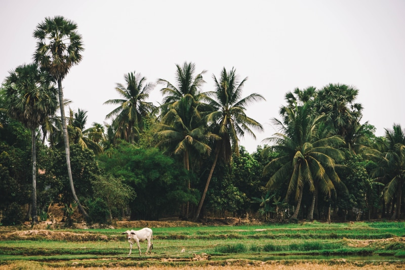 grass, cultivate, country, herbivorous, cambodians, field, farm, sky, vertebrate, siem, asia, nature, mammal, grow, landscape, 5K, paddies, rural, growth