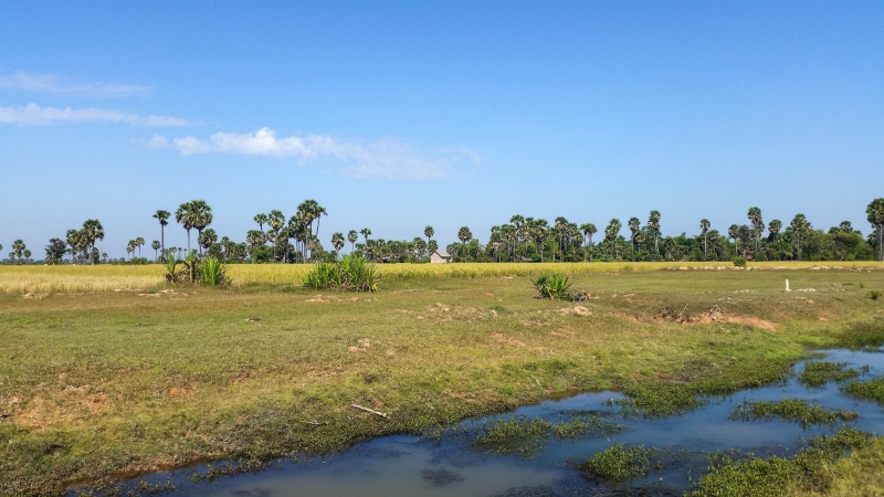 palm trees, no people, rice fields, siem reap, nature, plant, green color, beauty in nature, asia, blue, outdoors, cambodia, province, grass, tranquility