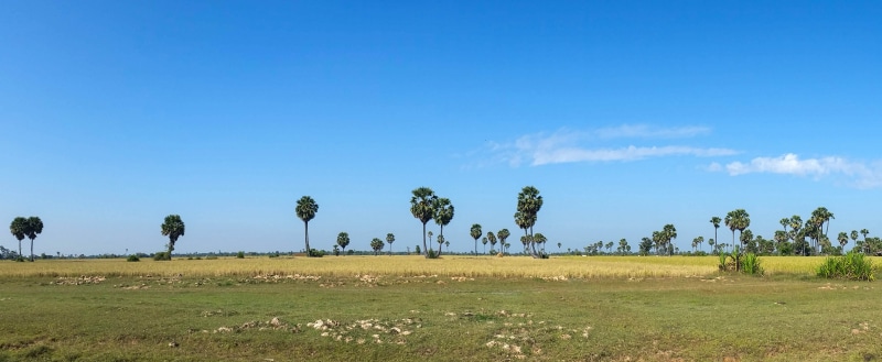 tranquil scene, sky, asia, tree, 4K, palm trees, blue, semi-arid, copy space, plain, grass, nature, landscape, outdoors, tranquility, no people, cloud - sky