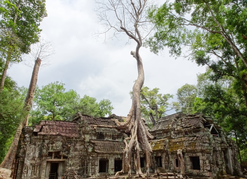wood, nature, belief, religion, land, ta prohm, ancient temple, ancient civilization, ruins, seam reap, wall, house, daytime, plant, history, vegetation