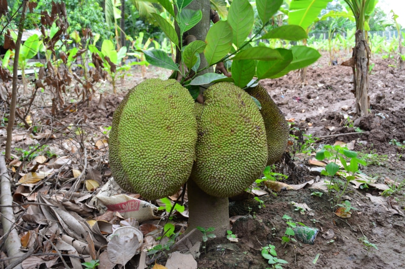nature, green color, food, land, outdoors, field, plant part, no people, organic, khmer jack fruit, plantation, food and drink, khmer fruit, ripe, growth