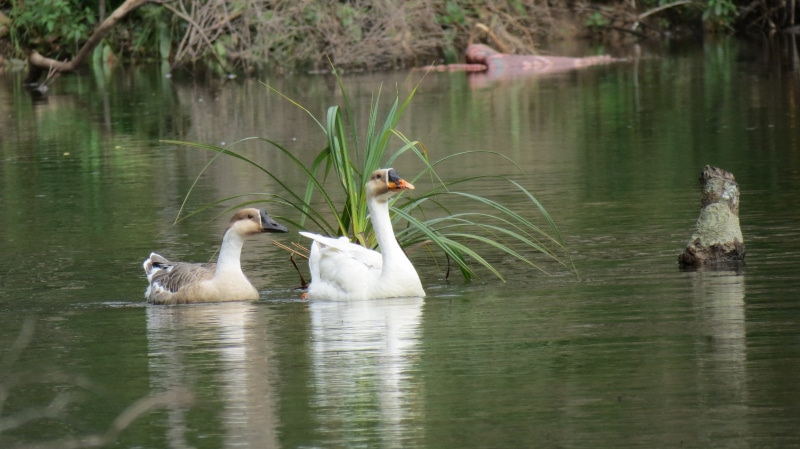 plant, animal themes, vertebrate, water bird, animal family, environment, togetherness, animal wildlife, cygnet, day, river, animals in the wild, khmer
