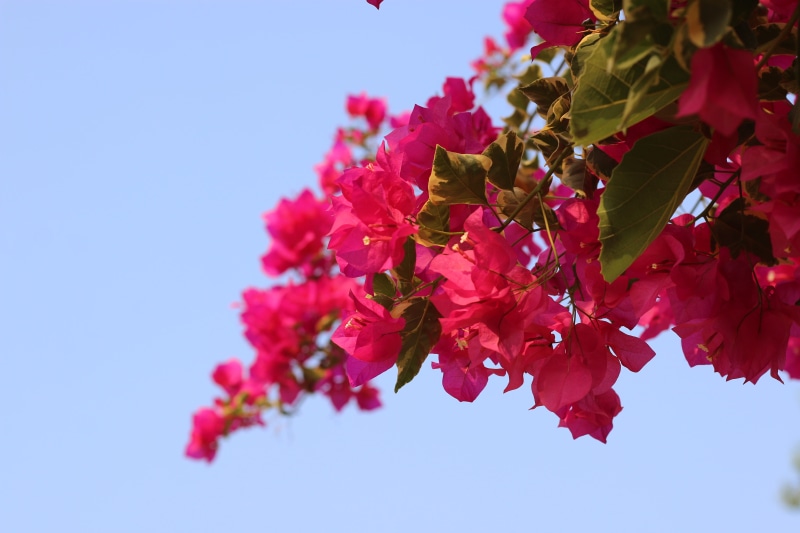 springtime, no people, cherry tree, green, petal, floral, peaceful, myanmar, outdoors, beauty, flowers, summer, sky, blossom, pink color, yangon, peace