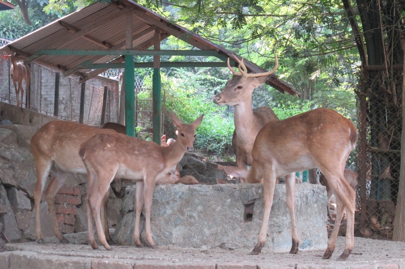 deer, mammal, Travel, animal themes, stag, standing, herbivorous, animal family, outdoors, Zoo, group of animals, day, 4K, animal, antler, land, domestic animals