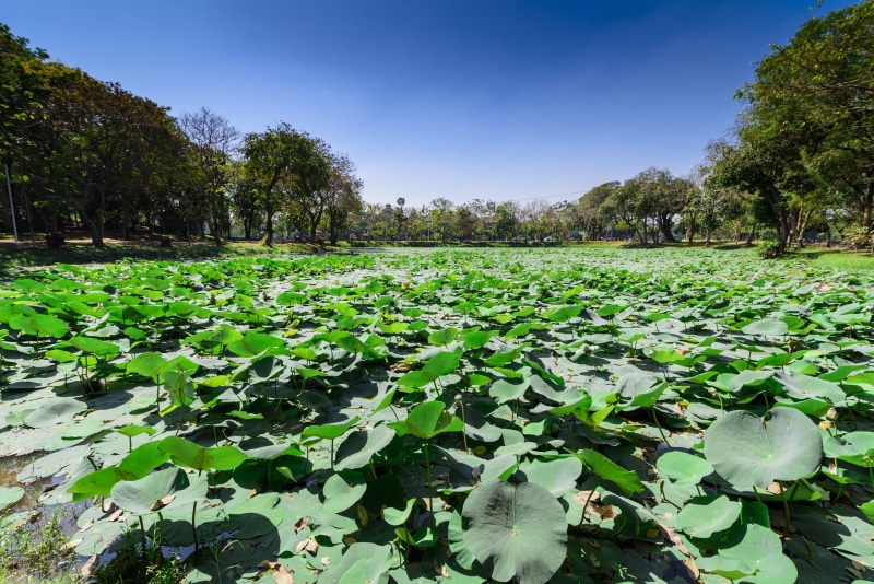 plant, leaf, myanmar, landscape, lotus water lily, scenics - nature, field, freshness, tranquility, rangoon, nature, yangon, water lily, outdoors, environment