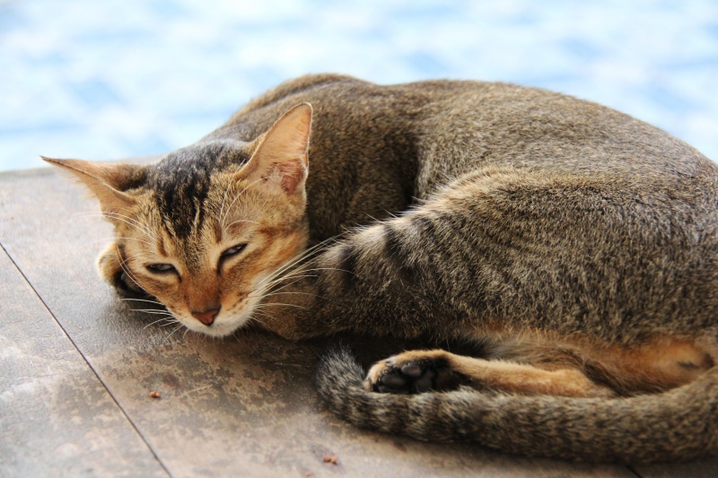 sleeping, asia, cat, sweet, lovely, vertebrate, relaxation, travel, cute, mammal, resting, lying, close-up, one animal, floor, focus on foreground, lying down