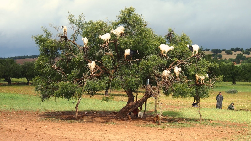 essaouira, goat, green, trees, morocco, near, world, 4K, goats, tree, animal
