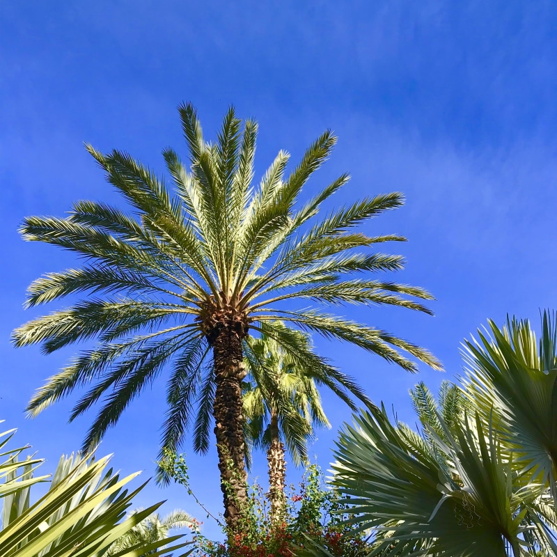 plant part, green leaves, tree, coconut palm tree, palm leaf, low angle view, outdoors, tropical tree, tropical climate, plant, leaves, blue, jardin majorelle