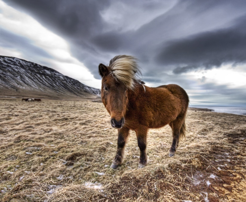 brown, mammal, lighting, cloudy, work, Photography, grass, Fjord, lines, d2x, standing, atmosphere, Angle, Photographer, Background, Mood, Composition