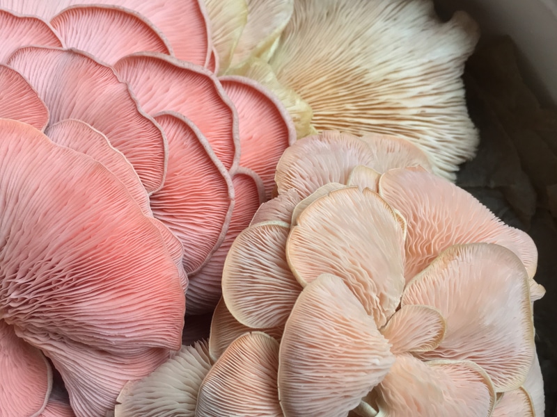 golden, pleurotus, 4K, hues, oystermushroom, monochrome, chenille texture, pinks, animal themes, high angle view, vulnerability, food, softness, lines