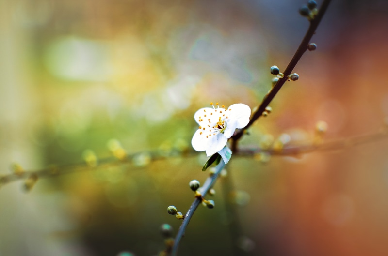time, love, outdoors, iso, blossom, aşk, renk, 35mm, m.g., alone, 4K, save, spring, close-up, wild, türkiye, freshness, Wednesday, pink, position, karadeniz
