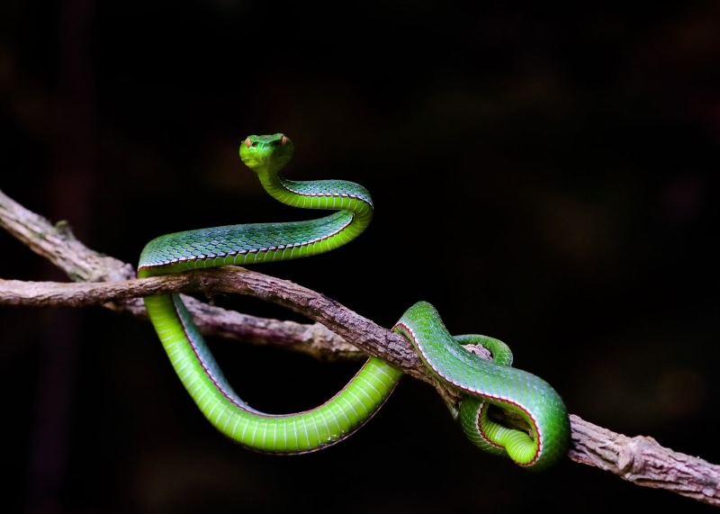 2K, nature, tree, vertebrate, animals in the wild, lizard, close-up, black background, snakes, one animal, green color, animal, hue, animal themes, chameleon