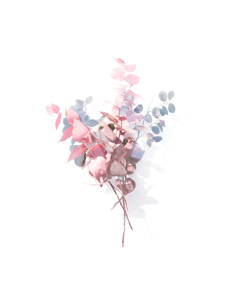 freshness, stem, shadow, cut out, still life, beauty, blue, leafs, colours, nature, copy space, botanical, dollar, pink and blue, flowering plant