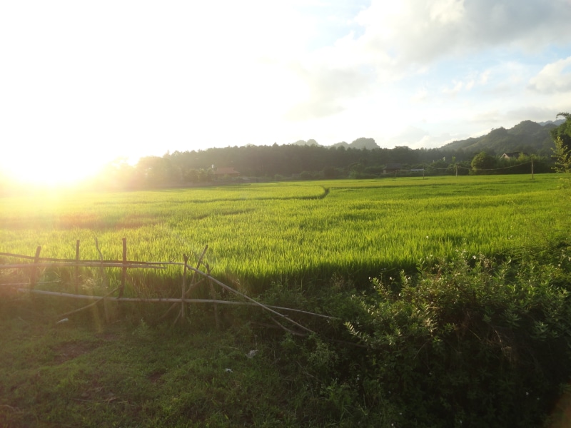 no people, farm, nature, day, scenics - nature, field, 2K, environment, plant, tranquil scene, land, rural scene, sky, vietnamese, Vietnam, beauty in nature