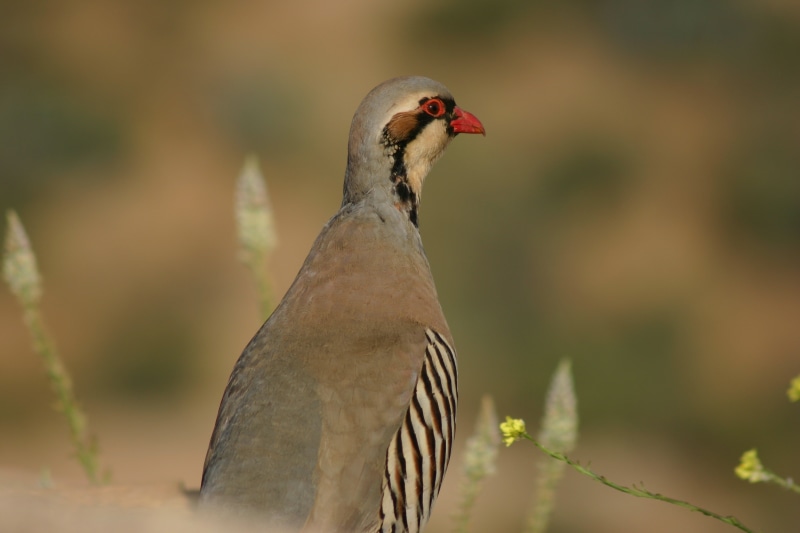 greece, one animal, plant, no people, partridge, close-up, focus on foreground, looking, animals in the wild, profile view, day, outdoors, chukar, animal wildlife
