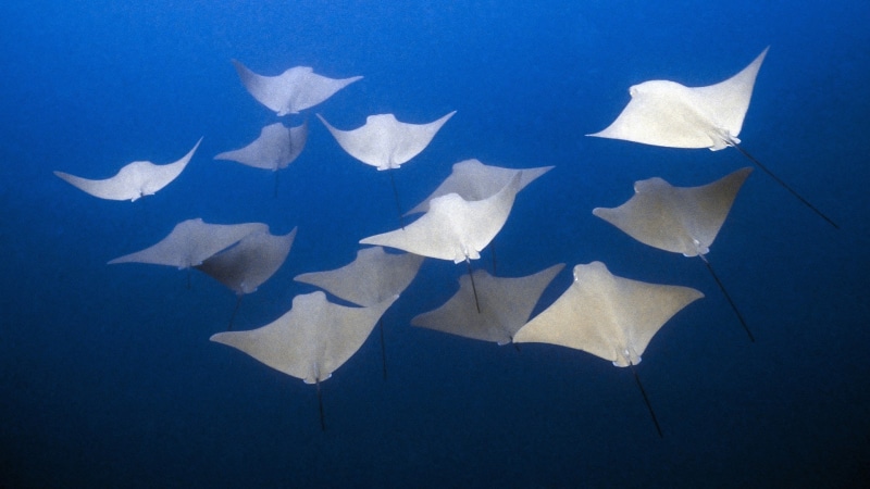1080P, deep sea, animals, Mobula, underwater, fish