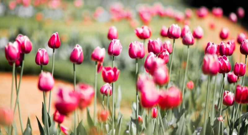 bed, nature, season, green Color, 1080P, summer, Favorite, photography, flower, epic, red, outdoors, field, tulips, beauty In Nature, Christopher Michel