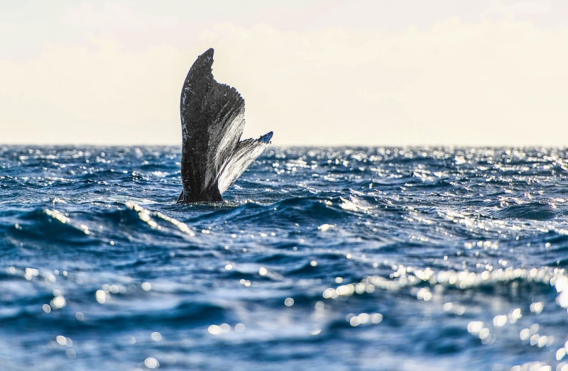 best, sea, fish, water, whale, blue, animal, nature, cetacea, Photographs, Favorite, dolphin, daytime, christopher michel, humpback Whale, tail, wildlife