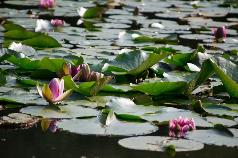 flowering plant, floating, pink color, lily, plant, freshness, japan, nature, outdoors, beauty in nature, flower, growth, water, fragility, flowers, 4K