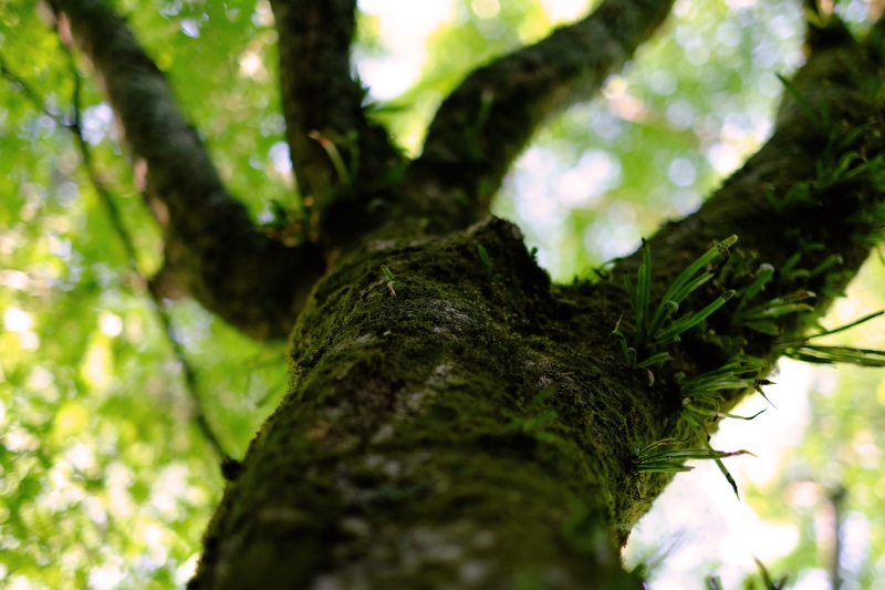 focus on foreground, tree, plant, growth, nature, branch, textured, bark, heian shrine, tree trunk, outdoors, tranquility, rainforest, low angle view, forest