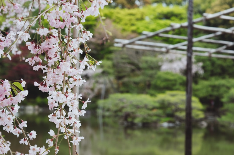 pollination, flowering plant, springtime, outdoors, day, animal themes, kyoto, beauty in nature, one animal, sakura, heian shrine, flowers, animals in the wild