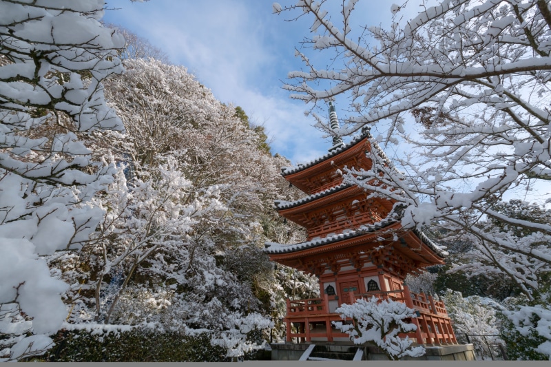 Japan, pagoda, belief, wooden, building, tree, Mimuroto-ji Temple, built structure, nature, spirituality, cherry blossom, outdoors, branches, ornate, shrine