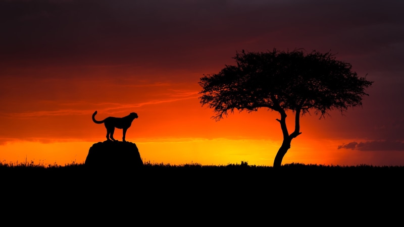 Savannah, Cheetah, tree, 1080P, sunset, Faisal ALnomas