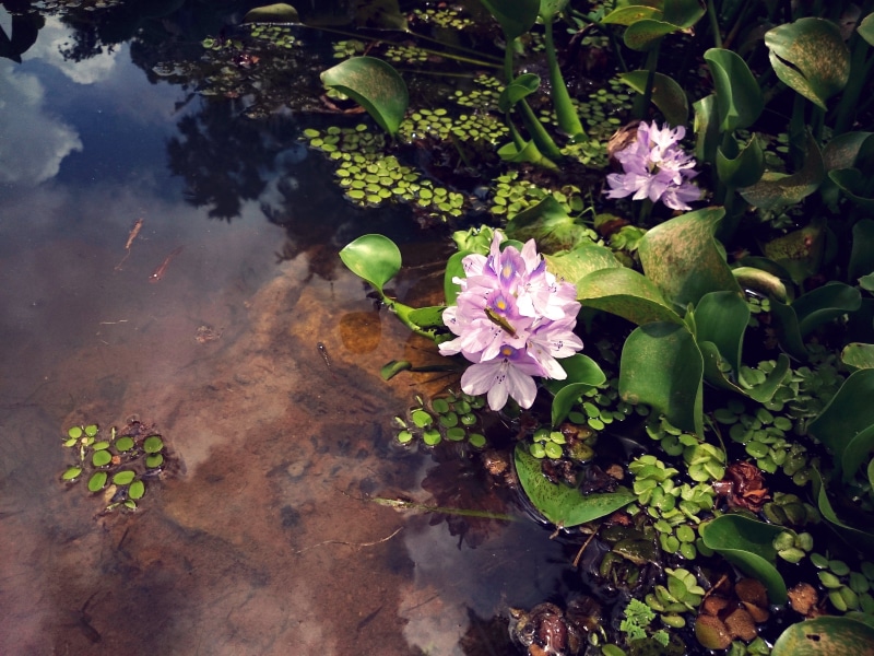petal, lake, outdoors, floating on water, water, 5K, flower, kanyakumari, plant part, freshness, day, beauty in nature, pink color, vulnerability, pond