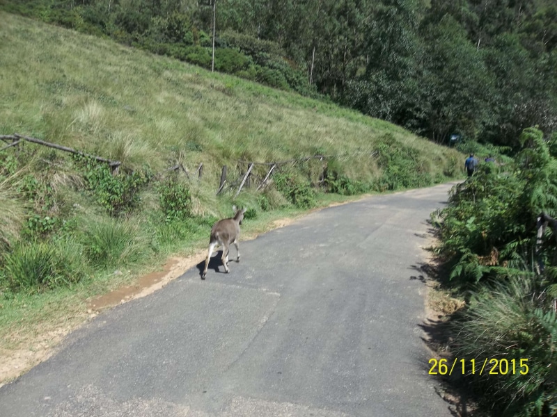 domestic animals, grass, tree, one animal, direction, domestic, animal themes, pets, the way forward, sea, transportation, no people, nature, kanyakumari