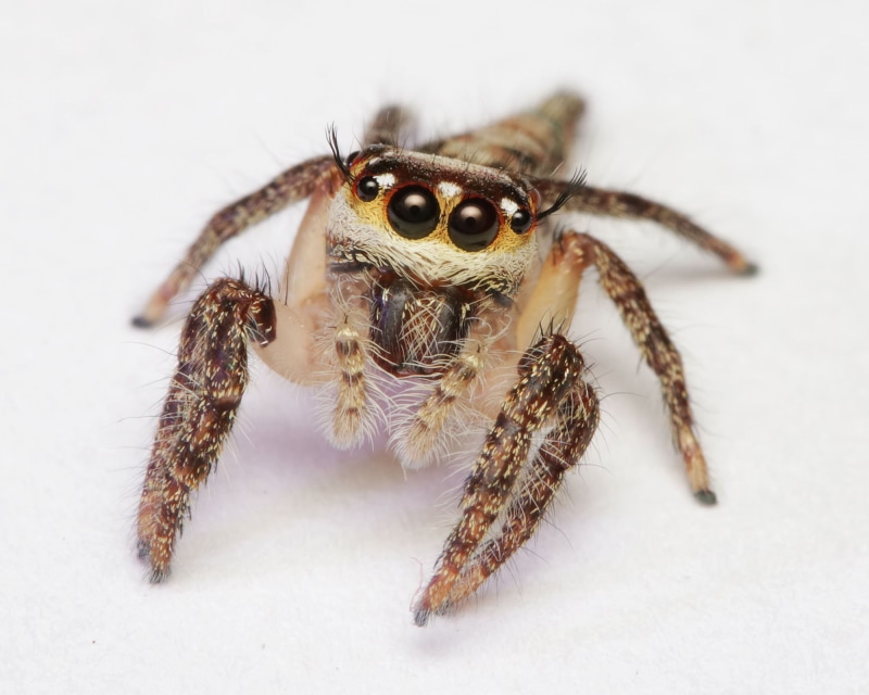 Tamron, II, spooky, Chennai, spider, animal, nature, Tribe, Plexippinae, Hyllus semicupreus, wildlife, Di, Dionycha, close-up, jumping, suresh, Lens, Araneae