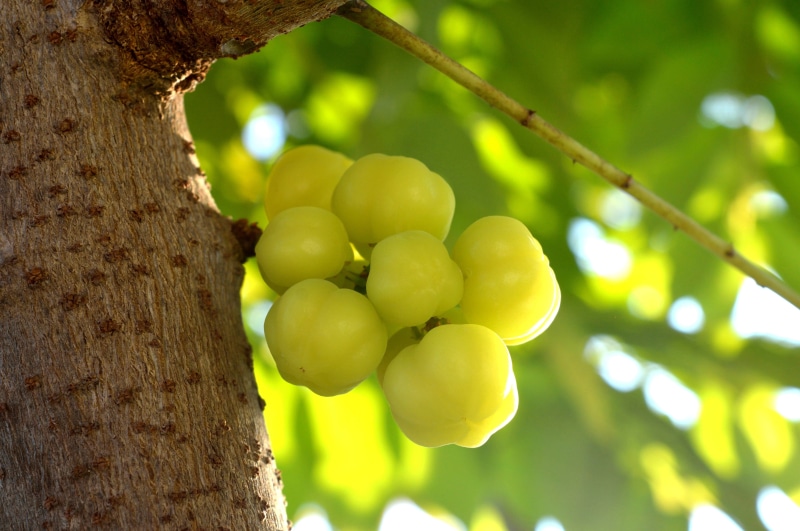 healthy eating, plant, gooseberry, agriculture, growth, star, food, plantation, ripe, outdoors, acidus, vineyard, grape, sour, freshness, tree trunk, winemaking
