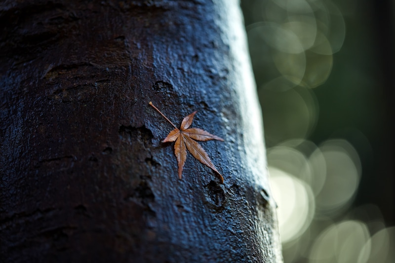 maple leaf, macro, autumn, Ageo, selective, tree, Saitama  JAPAN, nature, 5K, focus, leaf, close-up, bokeh, rain  tree, animal, tree trunk, photography