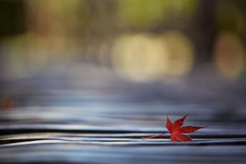 shallow, red, 秋, season, 日本, maple, leaf, Canon, shallow focus, red leaf, 中院, shi, nature, lens, autumn, macro, focus, 5K, autumn  leaf, Saitama  JAPAN